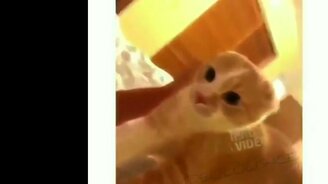 Смешные испуги людей и животных - смотреть видео (6:07)