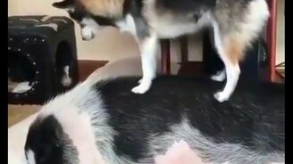 Яркие приколы со зверушками - смотреть видео (8:19)