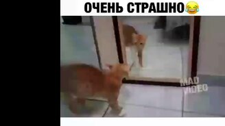 Чудесные и задорные курьёзы и приколы - смотреть видео (8:25)