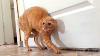 Люди и животные в шоке - смотреть видео (10:16)