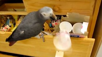 Смешное с попугаями - смотреть видео (10:14)