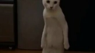 Кот сломался - смотреть видео (0:12)