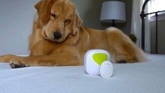 Собака против массажёров - смотреть видео (3:31)