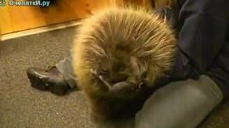 Смешной дикобраз - смотреть видео (2:10)