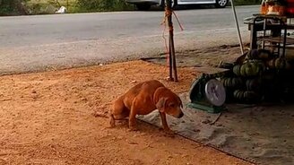 Как я умею притворяться - смотреть видео (0:47)