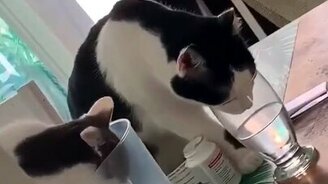 Кошки не ищут лёгких путей - смотреть видео (0:16)