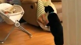 А это ещё кто? - смотреть видео (0:12)