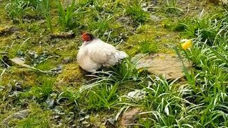 Приятный сюрприз под курицей - смотреть видео (0:24)