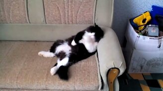 Приколы с котами и котятами - смотреть видео (10:58)