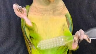 Самомассаж попугая - смотреть видео (0:08)