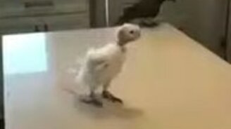 Попугай-панкер - смотреть видео (1:03)