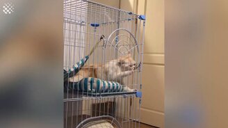 Искусный побег питомцев - смотреть видео (3:12)