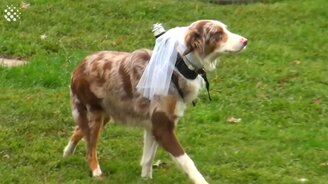 Смешные свадебные казусы - смотреть видео (6:03)