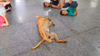 Пёс упражняется с детьми - смотреть видео (0:23)