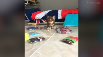 Щенок против волос - смотреть видео (0:53)