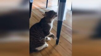 До слёз прикольные коты - смотреть видео (10:35)