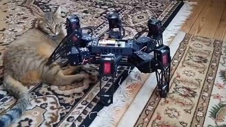 Котяра против робота - смотреть видео (0:24)