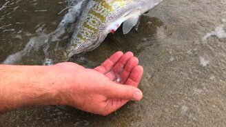 Поймал беременную рыбу - смотреть видео (0:36)