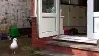 Безвольные кошки и наглая чайка - смотреть видео (0:56)