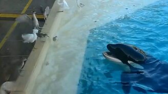 Умные и сообразительные животные - смотреть видео (7:03)