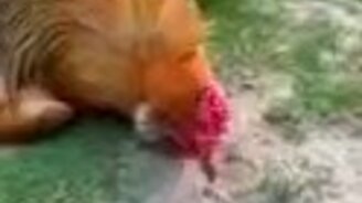 Гипнотизируем петуха - смотреть видео (0:56)