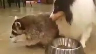 Хитрый способ поесть - смотреть видео (0:54)