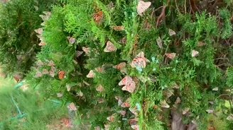 Миллионы крапивниц - смотреть видео (1:28)