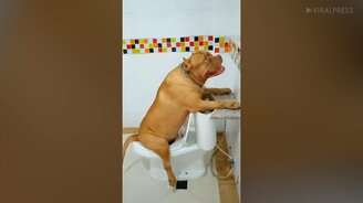 Питбуль ходит в туалет - смотреть видео (0:21)