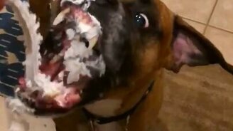 Поглощение воздушных сливок - смотреть видео (0:16)