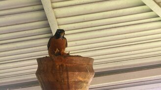 Время покушать! - смотреть видео (0:56)