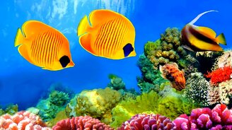Подводный мир под музыку - смотреть видео (4:57)