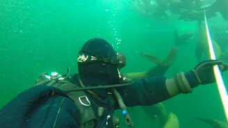 В окружении морских львов - смотреть видео (1:40)