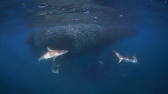 Акулы, поедающие живца - смотреть видео (0:51)