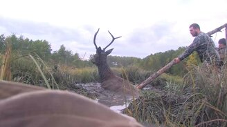 Спасение оленя из грязи - смотреть видео (4:47)