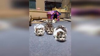 До слёз прикольные котики - смотреть видео (10:47)