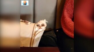 Глазастый кот в сумке - смотреть видео (0:24)