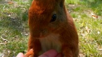 Кормим белочку с руки - смотреть видео (0:36)