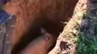 Экскаваторщик спасает свинью - смотреть видео (1:37)