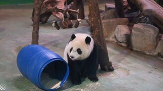 Милые и чудные панды - смотреть видео (9:44)