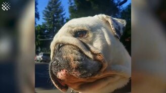 Ленивые домашние питомцы - смотреть видео (9:08)