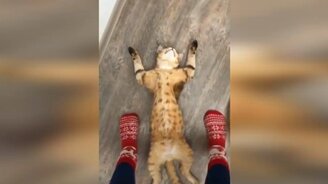 Чудесные приколы с кошками - смотреть видео (10:43)