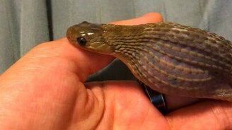 Змея проглатывает яйцо - смотреть видео (0:18)