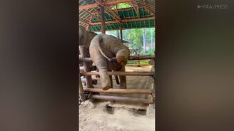 Слонёнок застрял... - смотреть видео (0:14)