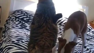 Котейка в прострации - смотреть видео (0:10)