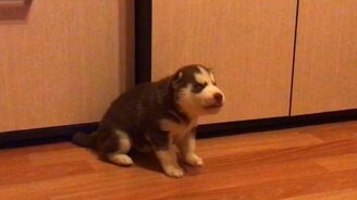 Щенок хаски запевает - смотреть видео (0:31)