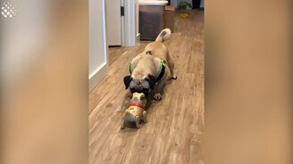 Видео с весёлыми собаками - смотреть видео (14:01)