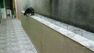 Такса включает заднюю скорость - смотреть видео (0:30)