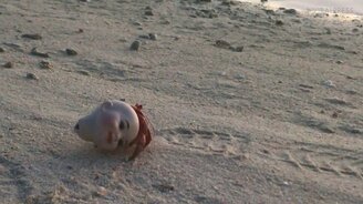 Кукольная голова - домик для краба - смотреть видео (1:56)