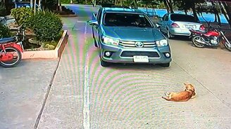 Ленивый пёс на дороге - смотреть видео (1:09)