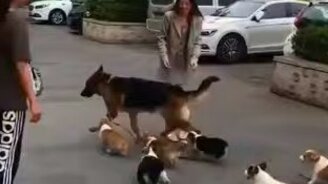 Щенята нашли отца - смотреть видео (0:30)